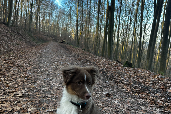 Geräumige 4-Zimmer-Wohnung mit Garten und Terrasse in Viernheim